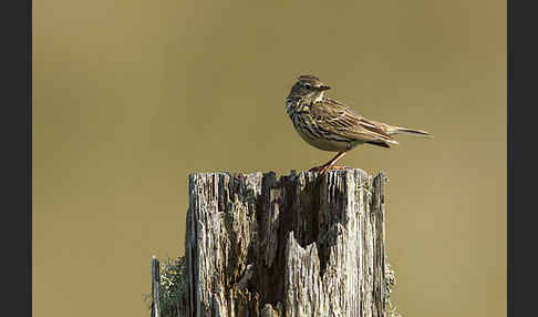 Wiesenpieper (Anthus pratensis)