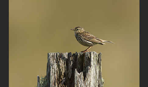 Wiesenpieper (Anthus pratensis)