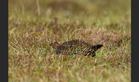 Moorschneehuhn (Lagopus lagopus)