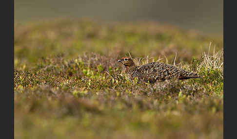 Moorschneehuhn (Lagopus lagopus)