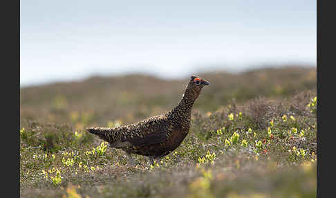 Moorschneehuhn (Lagopus lagopus)