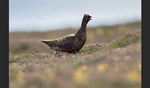 Moorschneehuhn (Lagopus lagopus)