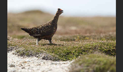 Moorschneehuhn (Lagopus lagopus)