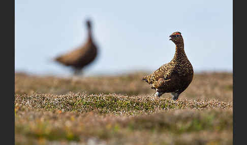 Moorschneehuhn (Lagopus lagopus)