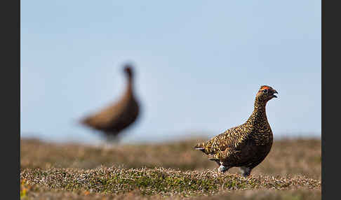 Moorschneehuhn (Lagopus lagopus)