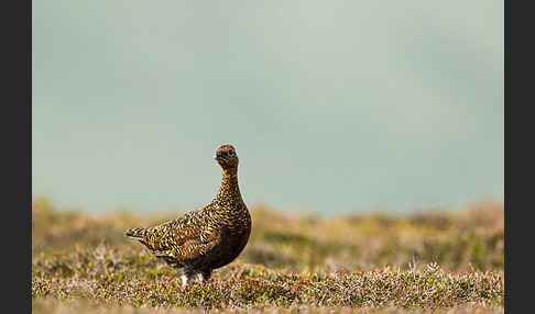 Moorschneehuhn (Lagopus lagopus)