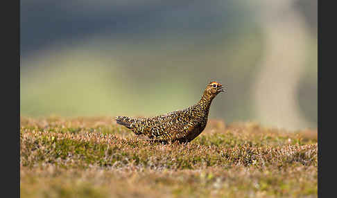 Moorschneehuhn (Lagopus lagopus)
