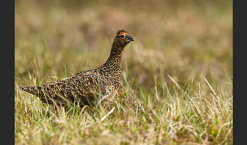 Moorschneehuhn (Lagopus lagopus)