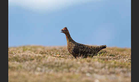 Moorschneehuhn (Lagopus lagopus)