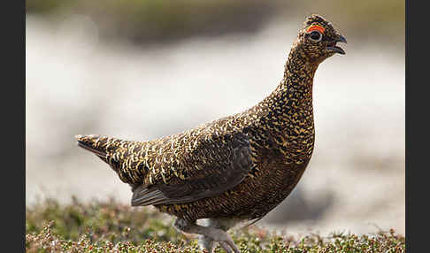 Moorschneehuhn (Lagopus lagopus)