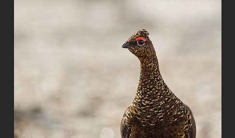 Moorschneehuhn (Lagopus lagopus)