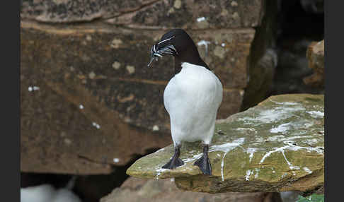 Tordalk (Alca torda)