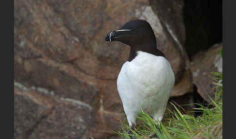 Tordalk (Alca torda)