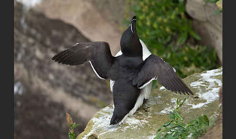 Tordalk (Alca torda)