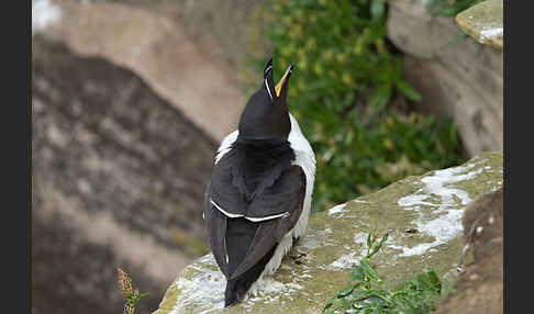 Tordalk (Alca torda)