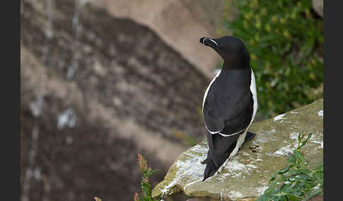 Tordalk (Alca torda)