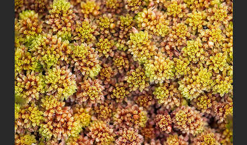 Torfmoos (Sphagnum)