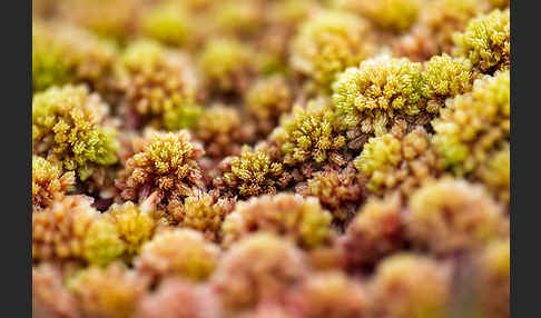 Torfmoos (Sphagnum)