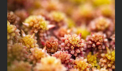 Torfmoos (Sphagnum)