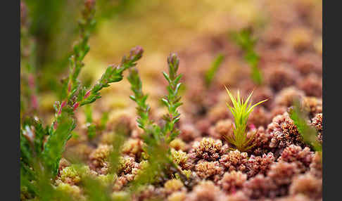 Torfmoos (Sphagnum)