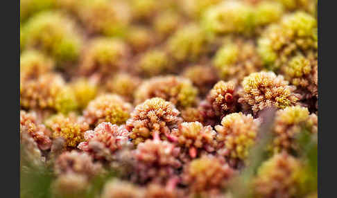 Torfmoos (Sphagnum)