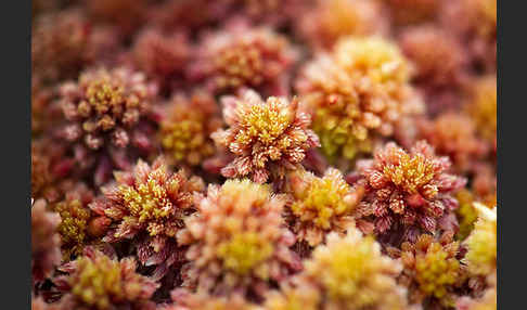 Torfmoos (Sphagnum)