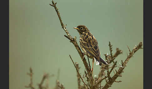 Wiesenpieper (Anthus pratensis)