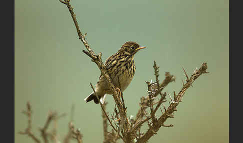 Wiesenpieper (Anthus pratensis)