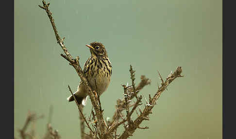 Wiesenpieper (Anthus pratensis)