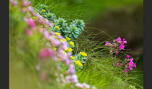 Rosenwurz (Rhodiola rosea)