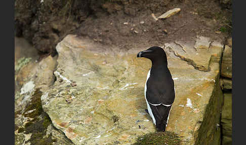 Tordalk (Alca torda)