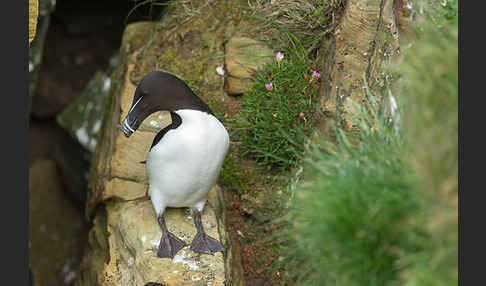 Tordalk (Alca torda)