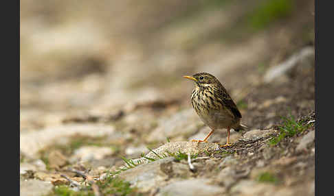 Wiesenpieper (Anthus pratensis)