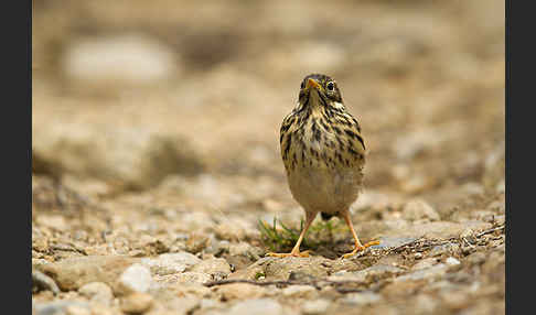 Wiesenpieper (Anthus pratensis)