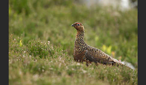 Moorschneehuhn (Lagopus lagopus)