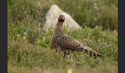 Moorschneehuhn (Lagopus lagopus)