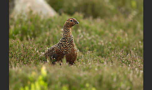 Moorschneehuhn (Lagopus lagopus)