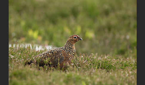 Moorschneehuhn (Lagopus lagopus)