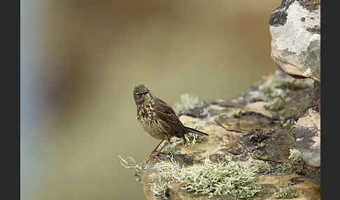 Strandpieper (Anthus petrosus)