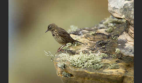 Strandpieper (Anthus petrosus)