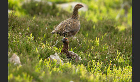 Moorschneehuhn (Lagopus lagopus)