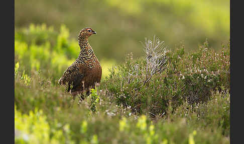 Moorschneehuhn (Lagopus lagopus)