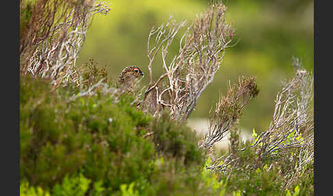 Moorschneehuhn (Lagopus lagopus)