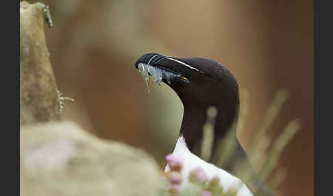 Tordalk (Alca torda)