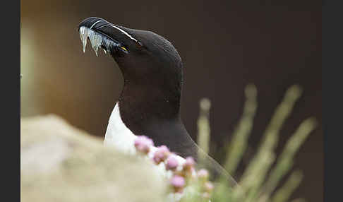 Tordalk (Alca torda)