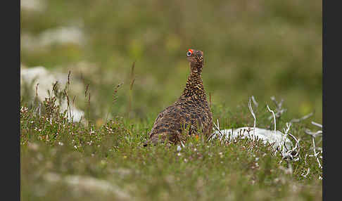 Moorschneehuhn (Lagopus lagopus)