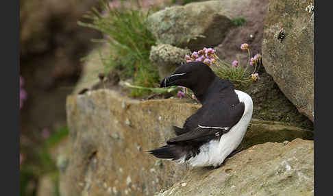 Tordalk (Alca torda)