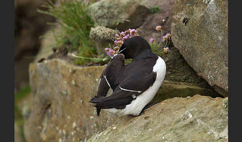 Tordalk (Alca torda)