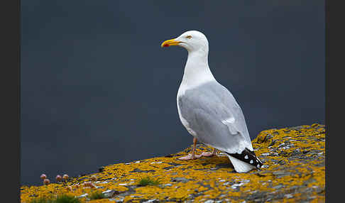 Silbermöwe (Larus argentatus)