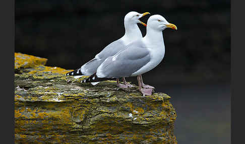 Silbermöwe (Larus argentatus)